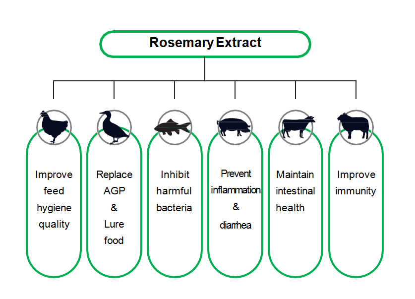 Mechanism of Action (1)