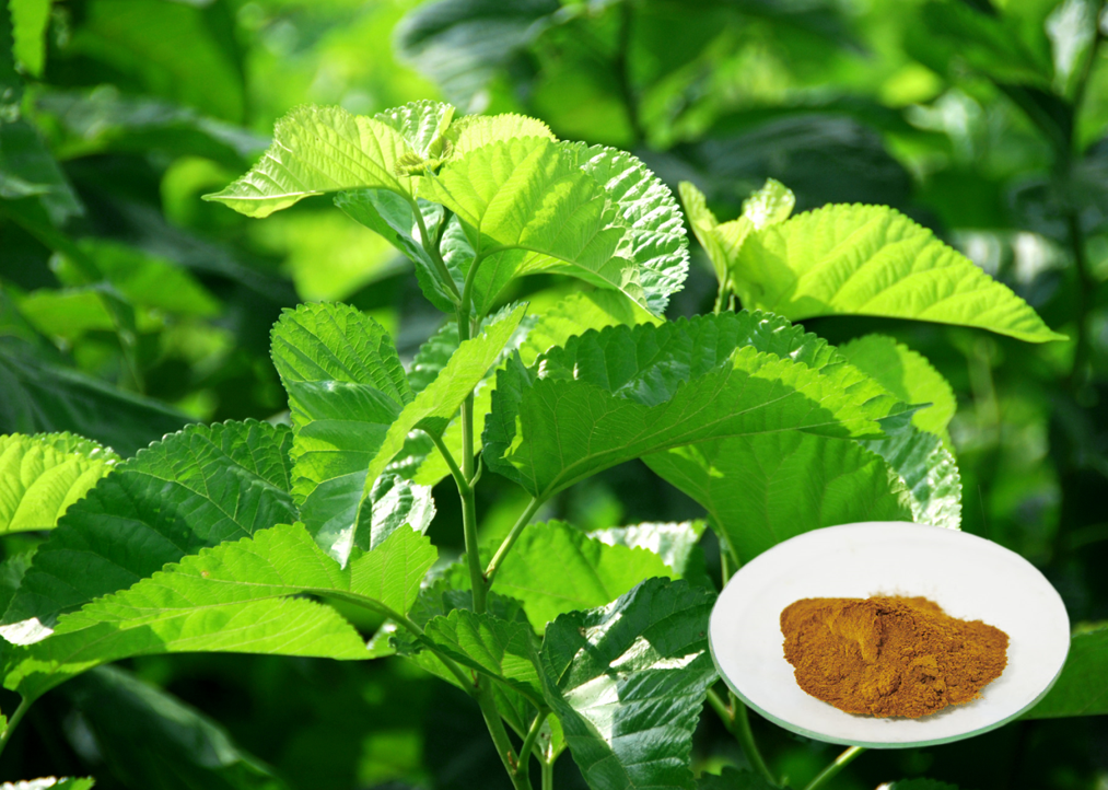 Mulberry leaf extract 3
